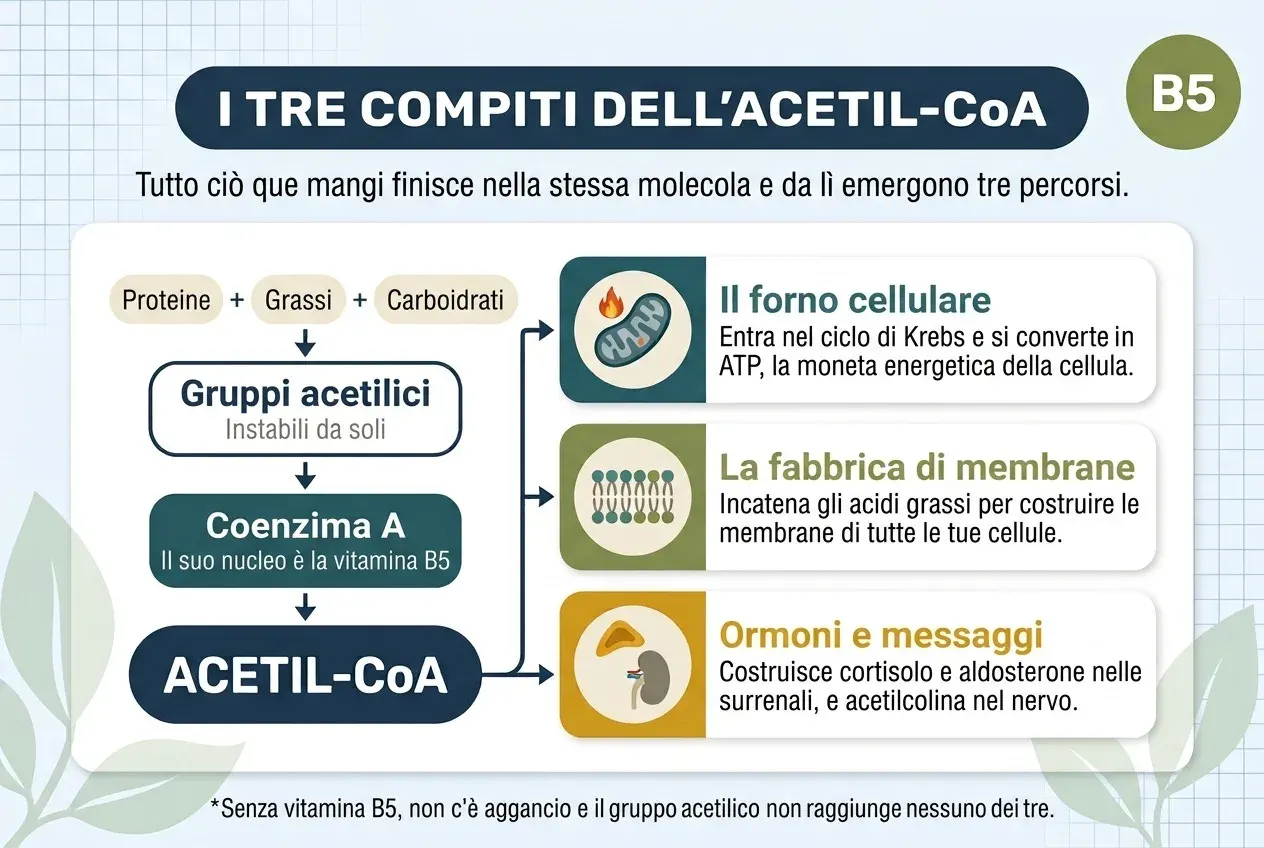 Diagramma intitolato «I tre compiti dell'acetil-CoA», con il sottotitolo «Tutto ciò che mangi finisce nella stessa molecola e da lì emergono tre percorsi». A sinistra, una catena discendente: le proteine, i grassi e i carboidrati si sommano e danno gruppi acetilici, instabili da soli; questi passano al coenzima A, il cui nucleo è la vitamina B5, e da lì all'acetil-CoA. Da essa partono tre frecce verso tre schede. Il forno cellulare: entra nel ciclo di Krebs e si converte in ATP, la moneta energetica della cellula. La fabbrica di membrane: incatena gli acidi grassi per costruire le membrane di tutte le tue cellule. Ormoni e messaggi: costruisce cortisolo e aldosterone nelle surrenali, e acetilcolina nel nervo. In fondo: senza vitamina B5 non c'è aggancio e il gruppo acetilico non raggiunge nessuno dei tre.