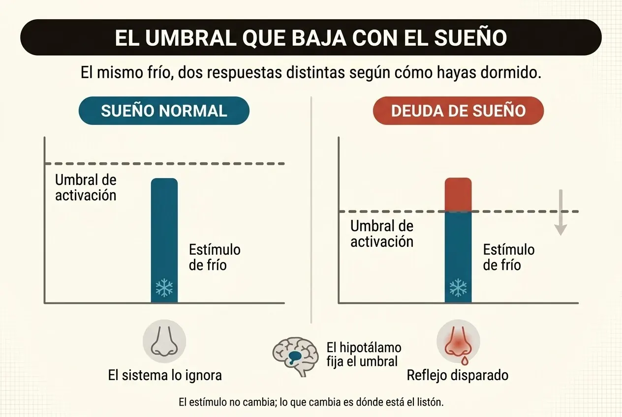 Dos paneles comparados. En el de la izquierda, «sueño normal», la barra azul del estímulo de frío se queda por debajo de la línea discontinua del umbral de activación, y bajo ella un icono de nariz tranquila con el texto «el sistema lo ignora». En el de la derecha, «deuda de sueño», el umbral ha descendido y la misma barra lo atraviesa: el tramo que sobresale aparece en rojo y bajo ella un icono de nariz inflamada con el texto «reflejo disparado». En el centro, un icono de cerebro señala que el hipotálamo fija el umbral.