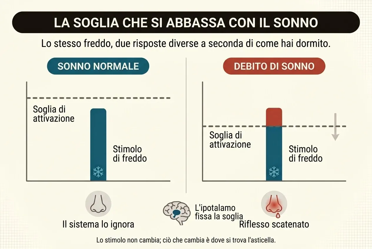 Due pannelli a confronto. In quello di sinistra, «sonno normale», la barra blu dello stimolo di freddo resta al di sotto della linea tratteggiata della soglia di attivazione, e sotto di essa un'icona di naso tranquillo con la scritta «il sistema lo ignora». In quello di destra, «debito di sonno», la soglia si è abbassata e la stessa barra la attraversa: il tratto che la supera è rosso e sotto di essa un'icona di naso infiammato con la scritta «riflesso scatenato». Al centro, un'icona di cervello indica che l'ipotalamo fissa la soglia.