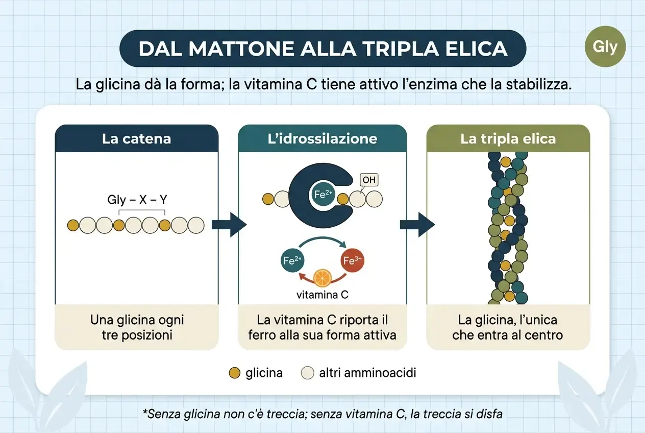 Diagramma intitolato «Dal mattone alla tripla elica», con il sottotitolo «La glicina dà la forma; la vitamina C tiene attivo l'enzima che la stabilizza». Tre passaggi da sinistra a destra. La catena: una fila di amminoacidi con lo schema Gly-X-Y, in cui una posizione su tre è glicina. L'idrossilazione: un enzima con il ferro nella sua forma attiva, Fe²⁺, aggiunge un gruppo OH a uno degli altri amminoacidi; sotto, un ciclo mostra il ferro che passa a Fe³⁺ e la vitamina C che lo riporta a Fe²⁺. La tripla elica: tre filamenti intrecciati con le glicine all'interno, al centro, dove entra solo la glicina. In calce: senza glicina non c'è treccia; senza vitamina C, la treccia si disfa.
