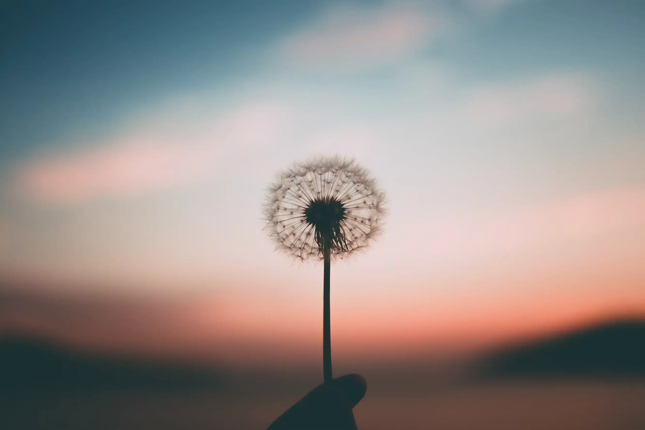 A dandelion clock held against a sunset sky.