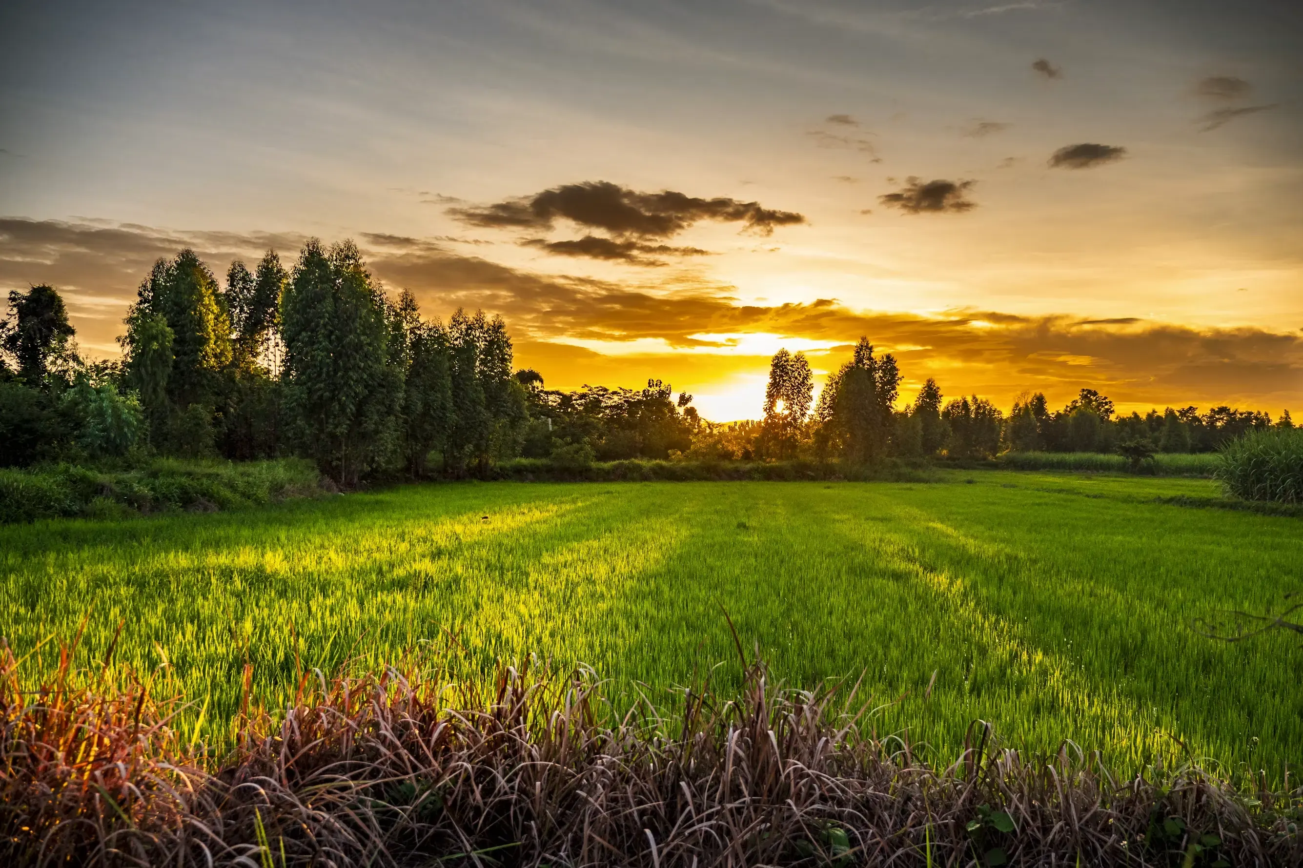 Atardecer dorado sobre un exuberante campo verde.
