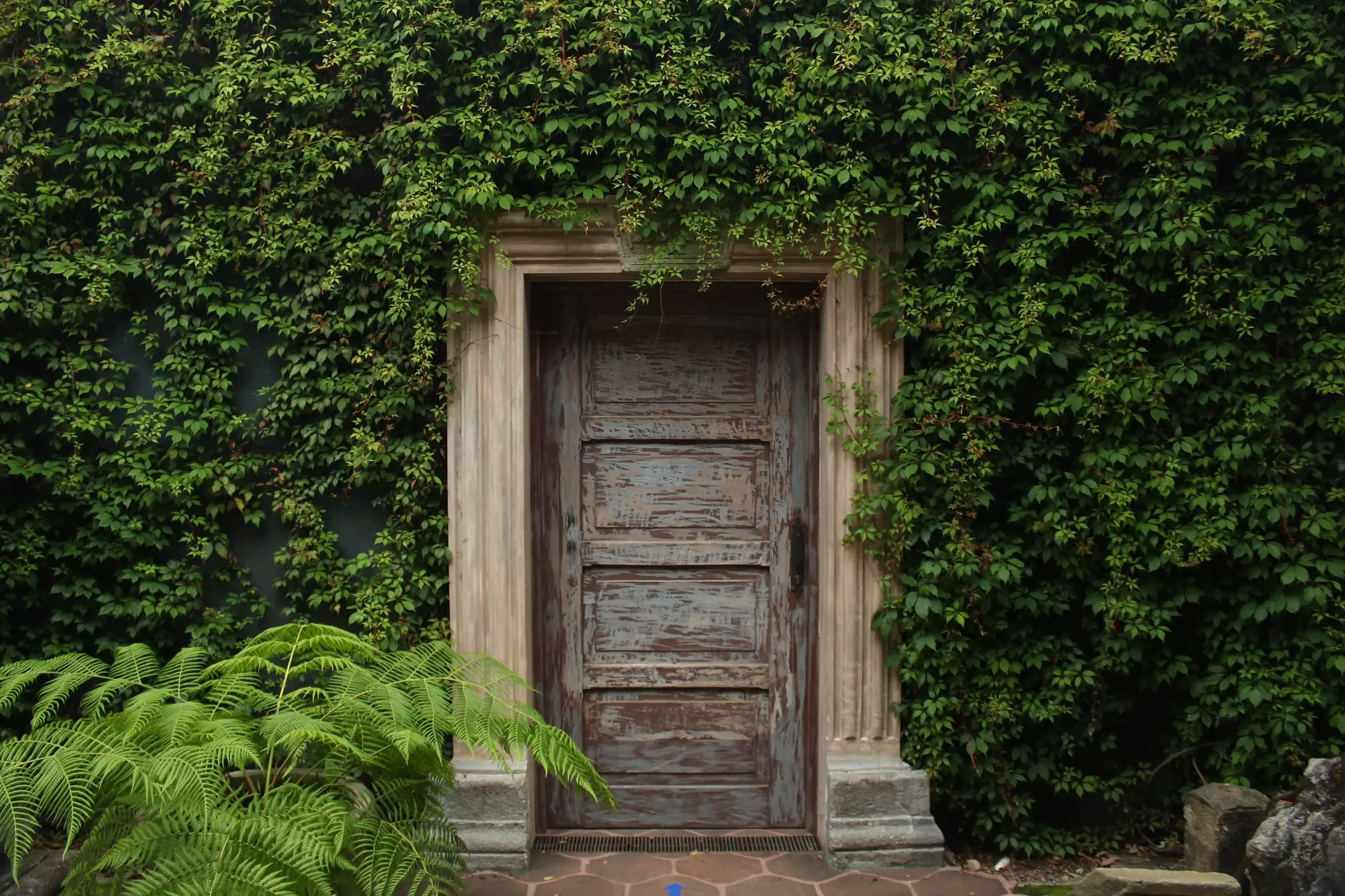 Una antigua puerta de madera desgastada, enmarcada en piedra y rodeada por una pared cubierta de hiedra verde y helechos.