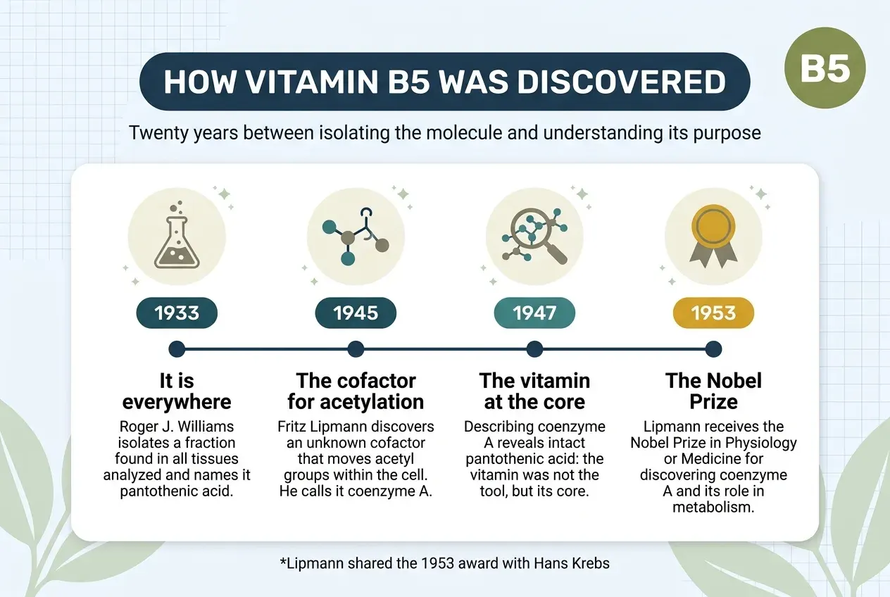 Timeline titled «How vitamin B5 was discovered», subtitled «Twenty years between isolating the molecule and understanding its purpose». Four milestones on a horizontal line. In 1933, «it is everywhere»: Roger J. Williams isolates a fraction found in all the tissues he analyses and names it pantothenic acid. In 1945, «the cofactor for acetylation»: Fritz Lipmann discovers an unknown cofactor that moves acetyl groups within the cell and calls it coenzyme A. In 1947, «the vitamin at the core»: describing coenzyme A reveals intact pantothenic acid, so the vitamin was not the tool but its core. In 1953, «the Nobel Prize»: Lipmann receives the Nobel Prize in Physiology or Medicine for discovering coenzyme A and its role in metabolism. At the foot: Lipmann shared the 1953 award with Hans Krebs.