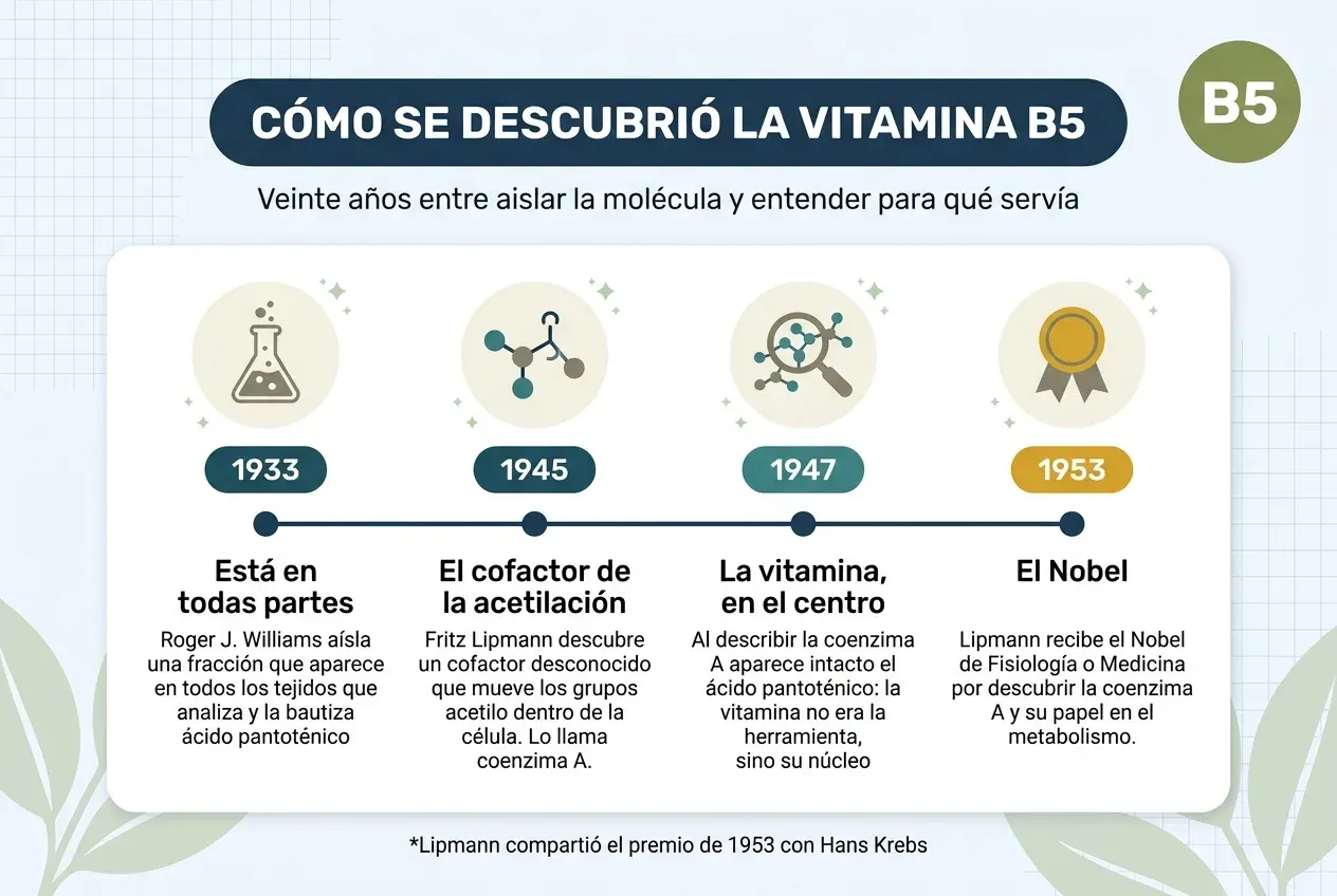 Cronología titulada «Cómo se descubrió la vitamina B5», con el subtítulo «Veinte años entre aislar la molécula y entender para qué servía». Cuatro hitos sobre una línea horizontal. En 1933, «está en todas partes»: Roger J. Williams aísla una fracción que aparece en todos los tejidos que analiza y la bautiza ácido pantoténico. En 1945, «el cofactor de la acetilación»: Fritz Lipmann descubre un cofactor desconocido que mueve los grupos acetilo dentro de la célula y lo llama coenzima A. En 1947, «la vitamina, en el centro»: al describir la coenzima A aparece intacto el ácido pantoténico, de modo que la vitamina no era la herramienta, sino su núcleo. En 1953, «el Nobel»: Lipmann recibe el Nobel de Fisiología o Medicina por descubrir la coenzima A y su papel en el metabolismo. Al pie: Lipmann compartió el premio de 1953 con Hans Krebs.