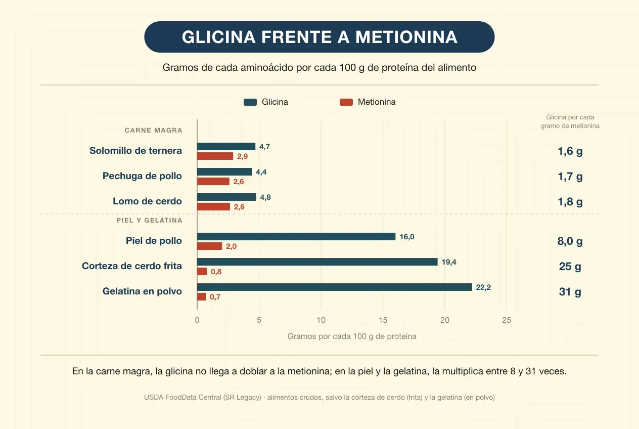Gráfico de barras con los gramos de glicina y de metionina por cada 100 gramos de proteína en seis alimentos. En la carne magra, el solomillo de ternera tiene 4,7 de glicina y 2,9 de metionina; la pechuga de pollo, 4,4 y 2,6, y el lomo de cerdo, 4,8 y 2,6: entre 1,6 y 1,8 gramos de glicina por cada gramo de metionina. En la piel y la gelatina, la piel de pollo tiene 16,0 y 2,0, con 8 gramos de glicina por gramo de metionina; la corteza de cerdo frita, 19,4 y 0,8, con 25, y la gelatina en polvo, 22,2 y 0,7, con 31. Al pie: en la carne magra, la glicina no llega a doblar a la metionina; en la piel y la gelatina, la multiplica entre 8 y 31 veces. Fuente: USDA FoodData Central.