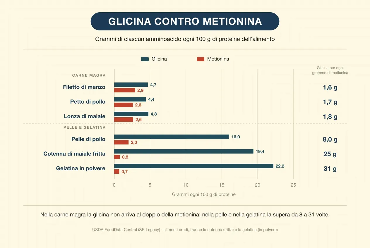 Grafico a barre con i grammi di glicina e di metionina ogni 100 grammi di proteine in sei alimenti. Tra le carni magre, il filetto di manzo ha 4,7 di glicina e 2,9 di metionina; il petto di pollo, 4,4 e 2,6; la lonza di maiale, 4,8 e 2,6: tra 1,6 e 1,8 grammi di glicina per ogni grammo di metionina. Tra pelle e gelatina, la pelle di pollo ha 16,0 e 2,0, con 8 grammi di glicina per grammo di metionina; la cotenna di maiale fritta, 19,4 e 0,8, con 25; la gelatina in polvere, 22,2 e 0,7, con 31. In calce: nella carne magra la glicina non arriva al doppio della metionina; nella pelle e nella gelatina la supera da 8 a 31 volte. Fonte: USDA FoodData Central.