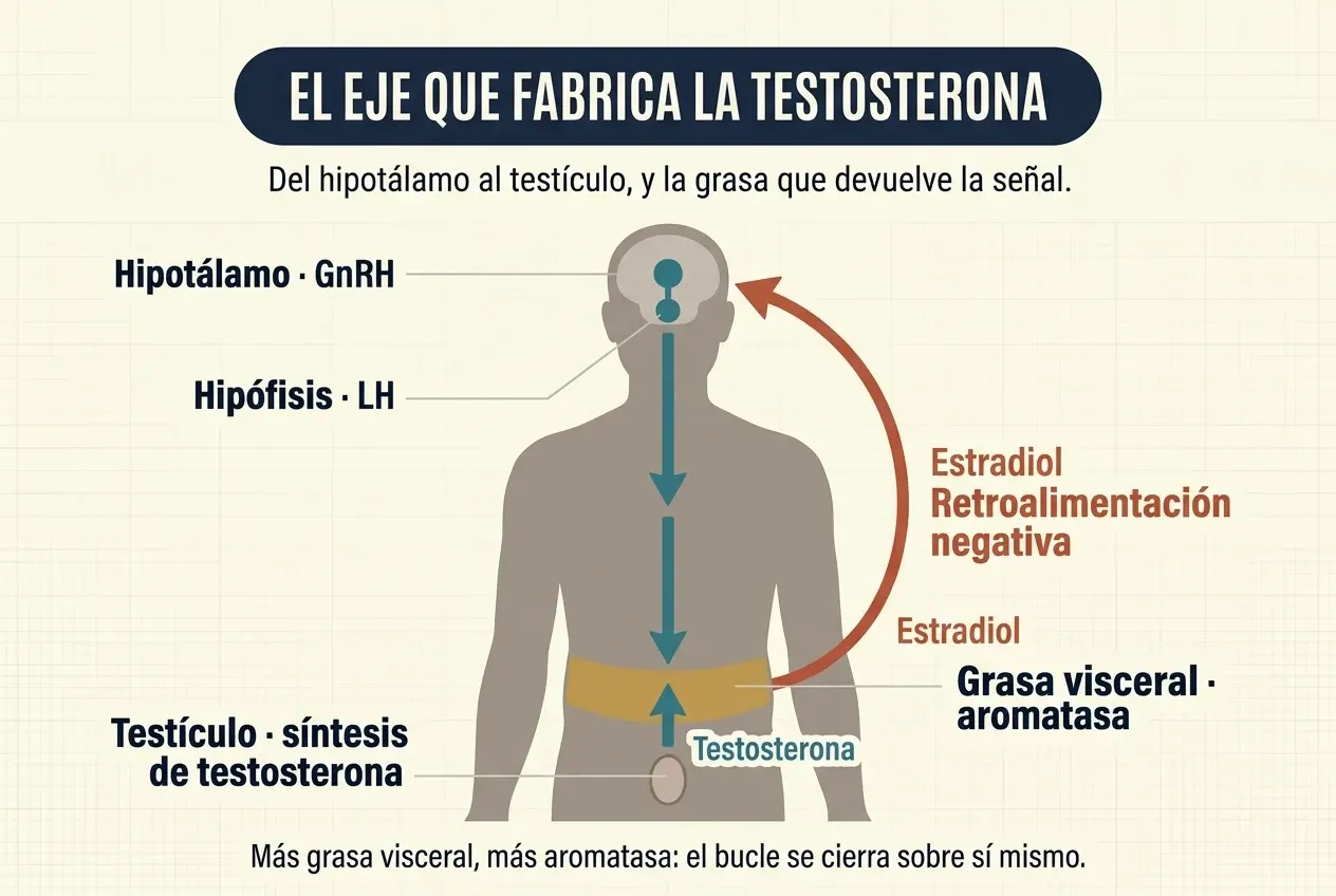 Silueta masculina de medio cuerpo sobre fondo crema. Dentro de la cabeza, dos puntos azul petróleo señalan el hipotálamo, que libera GnRH, y la hipófisis, que libera LH. Una flecha azul petróleo desciende por el tronco hasta una banda ocre situada en el abdomen y rotulada «Grasa visceral · aromatasa». Desde el testículo, marcado abajo como lugar de síntesis de testosterona, una segunda flecha azul asciende hasta esa banda con la etiqueta «Testosterona». Una flecha roja curva nace en el borde derecho de la banda de grasa y sube por fuera del cuerpo hasta la cabeza, rotulada «Estradiol» y «Retroalimentación negativa».