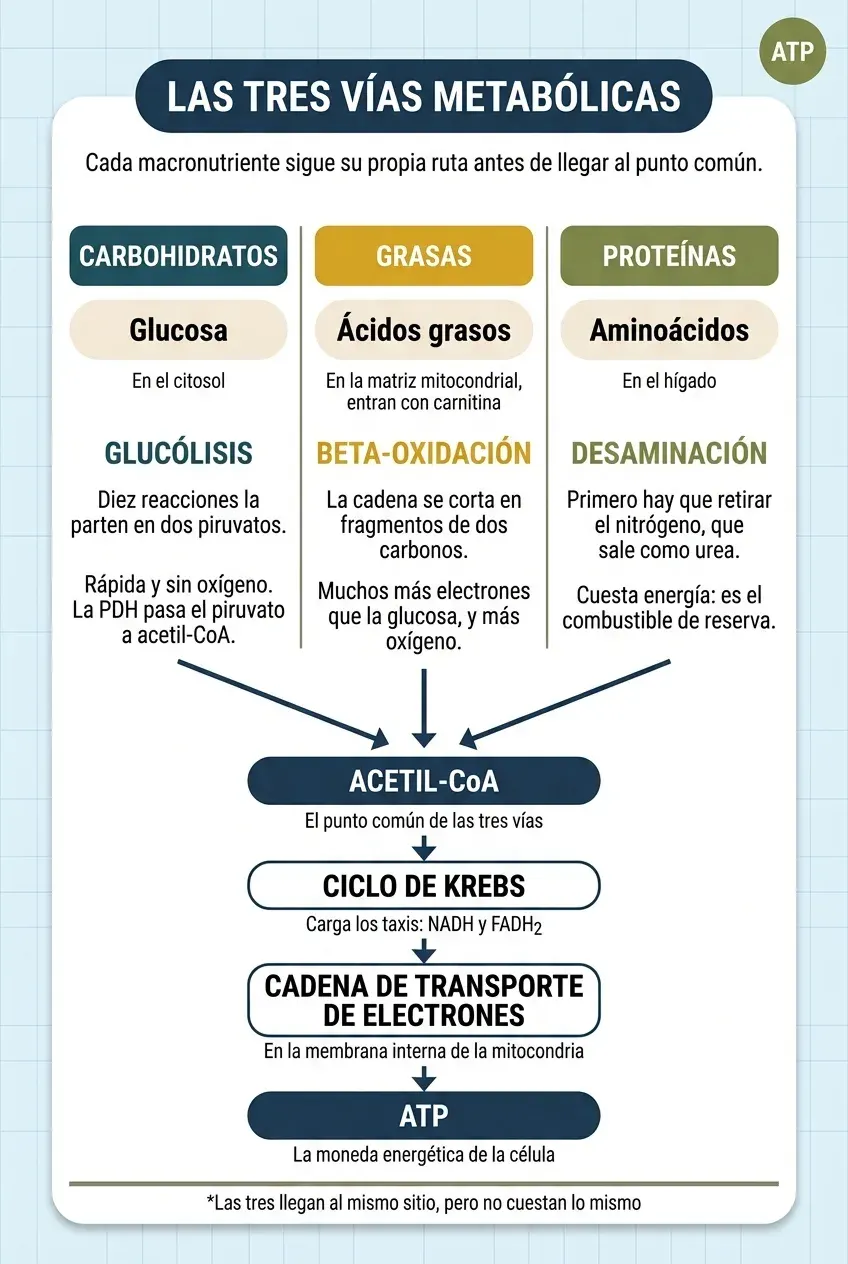 Infografía vertical titulada «Las tres vías metabólicas», con el subtítulo «Cada macronutriente sigue su propia ruta antes de llegar al punto común». Tres columnas en paralelo. Carbohidratos: se descomponen en glucosa, en el citosol, por la vía de la glucólisis; diez reacciones la parten en dos piruvatos, es rápida y no necesita oxígeno, y la PDH pasa el piruvato a acetil-CoA. Grasas: se descomponen en ácidos grasos, en la matriz mitocondrial, donde entran con carnitina, por la vía de la beta-oxidación; la cadena se corta en fragmentos de dos carbonos y aporta muchos más electrones que la glucosa, y más oxígeno. Proteínas: se descomponen en aminoácidos, en el hígado, por la vía de la desaminación; primero hay que retirar el nitrógeno, que sale como urea, y eso cuesta energía, por lo que son el combustible de reserva. Tres flechas descienden desde las columnas y confluyen en una sola cadena vertical: acetil-CoA, el punto común de las tres vías; ciclo de Krebs, que carga los taxis NADH y FADH₂; cadena de transporte de electrones, en la membrana interna de la mitocondria; y ATP, la moneda energética de la célula. Al pie: las tres llegan al mismo sitio, pero no cuestan lo mismo.