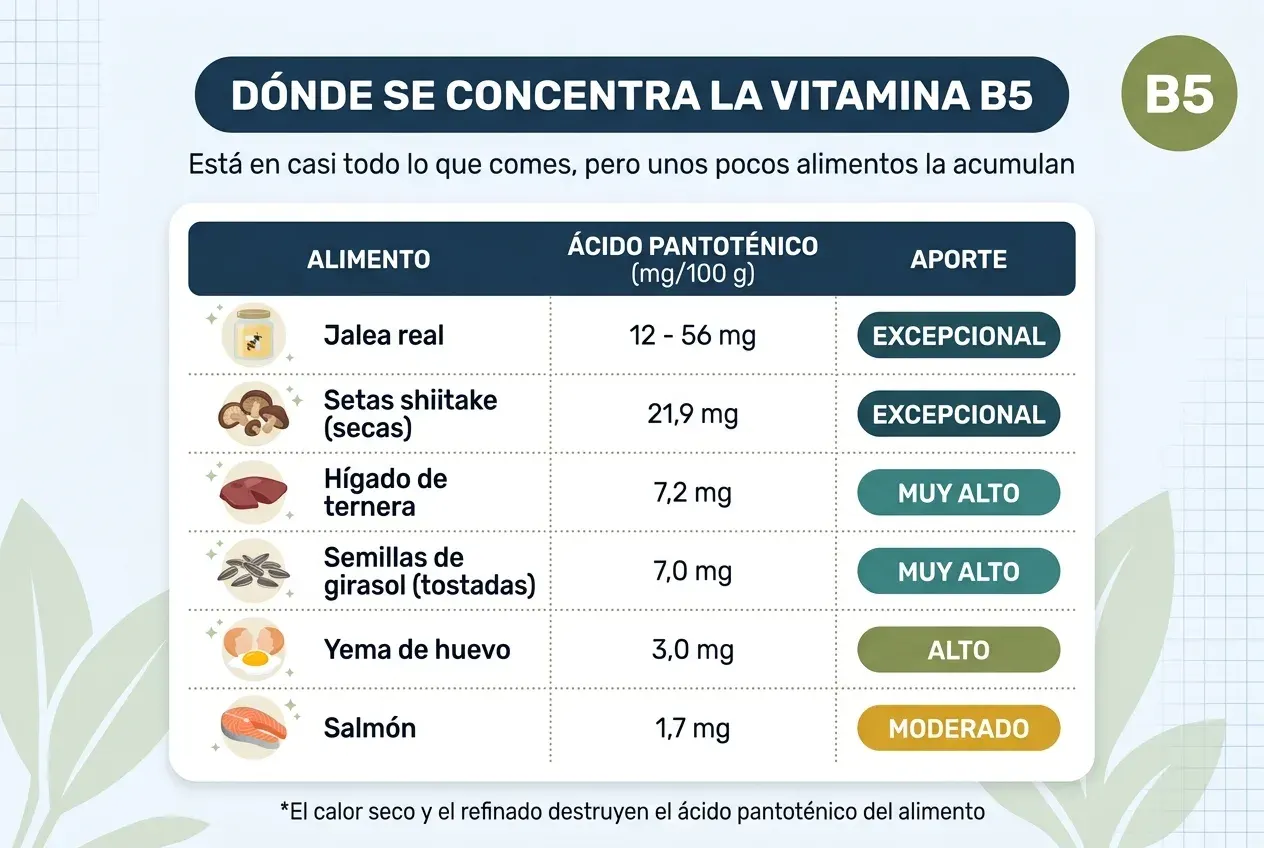 Tabla titulada «Dónde se concentra la vitamina B5», con el subtítulo «Está en casi todo lo que comes, pero unos pocos alimentos la acumulan». Tres columnas: alimento, ácido pantoténico en miligramos por cada 100 gramos y aporte. La jalea real aporta entre 12 y 56 mg, un aporte excepcional. Las setas shiitake secas, 21,9 mg, también excepcional. El hígado de ternera, 7,2 mg, muy alto. Las semillas de girasol tostadas, 7,0 mg, muy alto. La yema de huevo, 3,0 mg, alto. El salmón, 1,7 mg, moderado. Al pie: el calor seco y el refinado destruyen el ácido pantoténico del alimento.