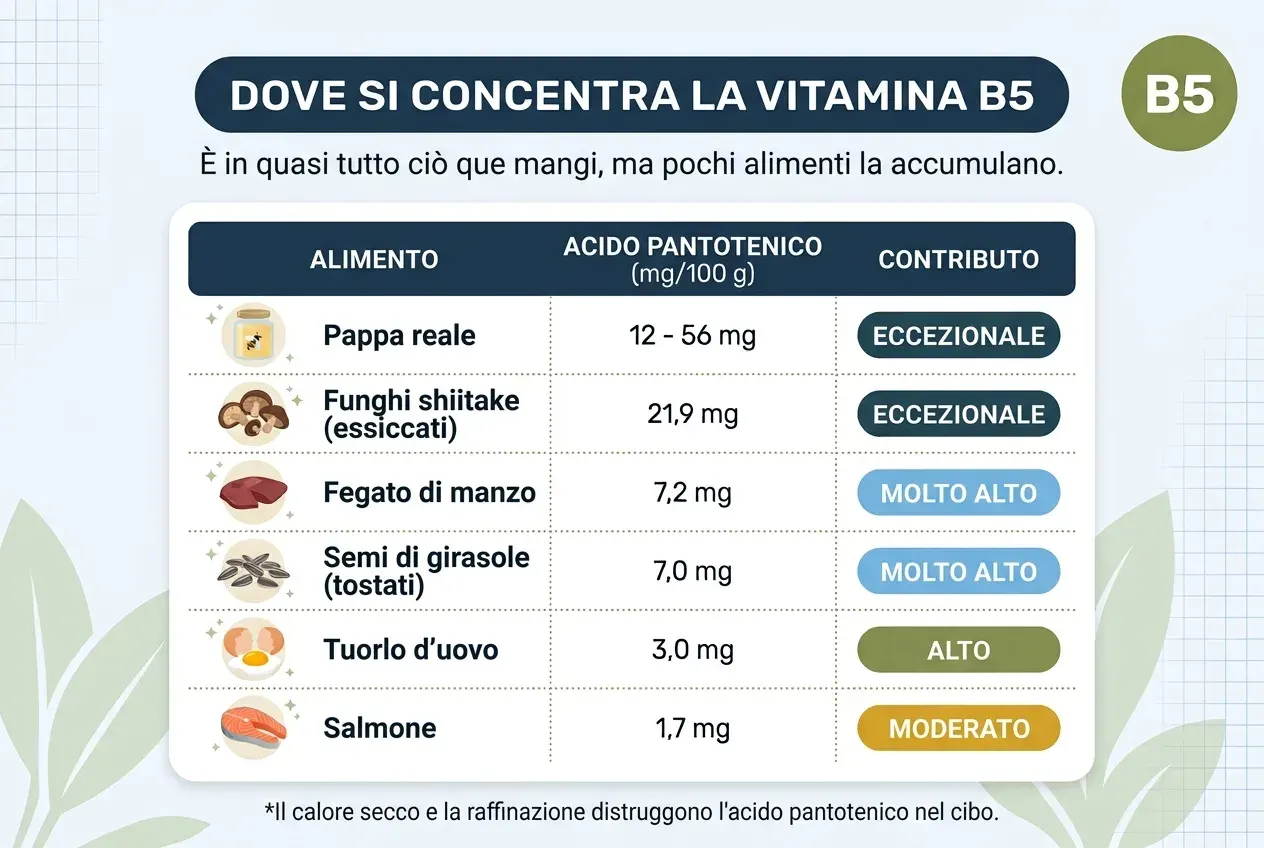 Tabella intitolata «Dove si concentra la vitamina B5», con il sottotitolo «È in quasi tutto ciò che mangi, ma pochi alimenti la accumulano». Tre colonne: alimento, acido pantotenico in milligrammi ogni 100 grammi e contributo. La pappa reale apporta tra 12 e 56 mg, un contributo eccezionale. I funghi shiitake essiccati, 21,9 mg, anch'esso eccezionale. Il fegato di manzo, 7,2 mg, molto alto. I semi di girasole tostati, 7,0 mg, molto alto. Il tuorlo d'uovo, 3,0 mg, alto. Il salmone, 1,7 mg, moderato. In fondo: il calore secco e la raffinazione distruggono l'acido pantotenico nel cibo.