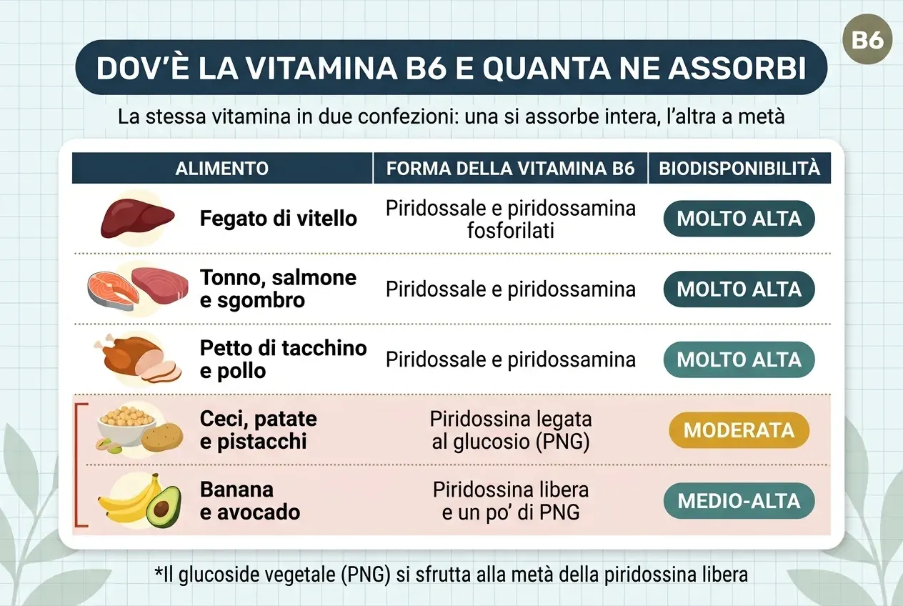 Tabella intitolata «Dov'è la vitamina B6 e quanta ne assorbi», con il sottotitolo «La stessa vitamina in due confezioni: una si assorbe intera, l'altra a metà». Tre colonne: alimento, forma della vitamina B6 e biodisponibilità. Il fegato di vitello apporta piridossale e piridossamina fosforilati, con biodisponibilità molto alta. Il tonno, il salmone e lo sgombro apportano piridossale e piridossamina, anch'essa molto alta. Il petto di tacchino e pollo, piridossale e piridossamina, molto alta. I ceci, le patate e i pistacchi contengono piridossina legata al glucosio (PNG), con biodisponibilità moderata. La banana e l'avocado contengono piridossina libera e un po' di PNG, con biodisponibilità medio-alta. Le ultime due righe, quelle di origine vegetale, sono raggruppate su uno sfondo rosato per segnalare che sono quelle che perdono parte della vitamina per strada. In basso: il glucoside vegetale (PNG) si sfrutta alla metà della piridossina libera.
