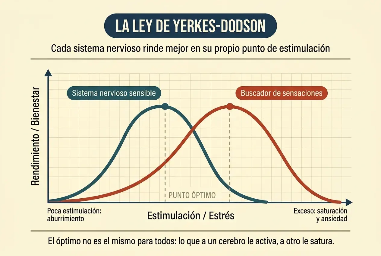 Gráfica de la ley de Yerkes-Dodson con dos curvas en forma de U invertida sobre los mismos ejes. El eje vertical mide el rendimiento o bienestar y el horizontal, la estimulación o el estrés. La curva de un sistema nervioso sensible alcanza su punto óptimo pronto y cae deprisa; la de un buscador de sensaciones lo alcanza mucho más tarde y es más ancha. Bajo el extremo izquierdo del eje se lee «poca estimulación: aburrimiento» y bajo el derecho, «exceso: saturación y ansiedad».